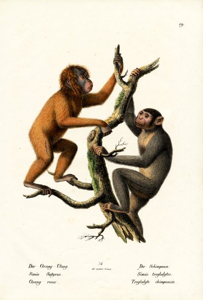 Orangutan by Karl Joseph Brodtmann